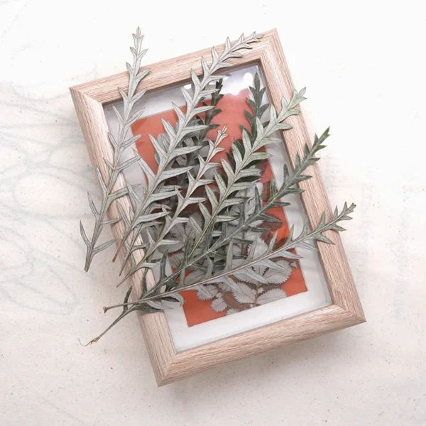 PPL24 Fern Small Eternal Imported Mutton Tooth by Handmade for Home Decor Event & Party Supplies and Beauty Appreciation