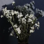 PPF12 French White Plum  Wholesale Hot Sale Wedding Decoration Flowers Baby Breath Natural Flowers Home Decoration - Image 5