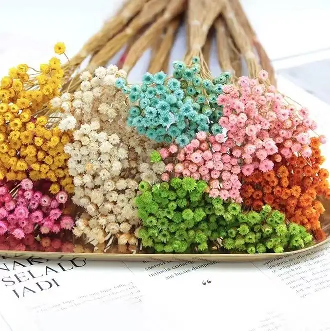 H5a4bedb124e04e93b7fb1388ce279556I.webp PPF04 Brazilian Happy Flower Wholesale Customizable Home Decor Mini Daisy Happy Flower Dried Flowers - Image 1