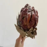 DFF05 Protea Dried Flower Protea Cynaroides Natural Real Flower Bouquet Decoration Life Dried Flower Bouquet Decoration - Image 4