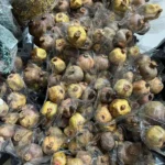 DFS58 Splicing Pomegranate Dried Pomegranate Plants Preserved Flowers Other Decorative Flowers and Plants Wedding Decoration - Image 3