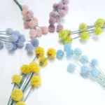 PPS17 Pristimera Cambodian Natural Dried Flower Windmill Fruits Stabilized Plants Immortal  Garden Decor Wedding Decoration - Image 4