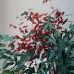 PPL09 Chasmanthium Latifolium High Quality Wholesale Dried Flowers Bouquet Chasmanthium Latifolium for Wedding/Home Decoration