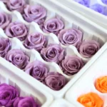 PRB12 Rose 2-3CM 44 Colors Decoration Celebration Gift Immortal Flowers Eternal Flower Preserved Roses - Image 4