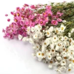 DFF03 Helipterum Manglesii Real Chrysanthemum Rhodanthe Daisies Wedding Holiday Decoration Dried Valentine's Day Graduation