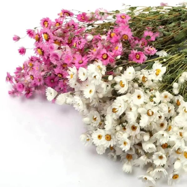 DFF03 Helipterum Manglesii Real Chrysanthemum Rhodanthe Daisies Wedding Holiday Decoration Dried Valentine's Day Graduation