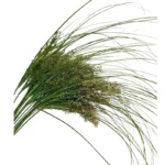 PPL14 Cymbopogon Distans Preserved Long Haired Plants for Flower Arrangement Are Truly Natural Plants - Image 2