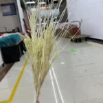 PPL14 Cymbopogon Distans Preserved Long Haired Plants for Flower Arrangement Are Truly Natural Plants - Image 4