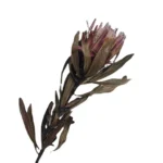 DFF05 Protea Dried Flower Protea Cynaroides Natural Real Flower Bouquet Decoration Life Dried Flower Bouquet Decoration - Image 5