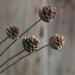 DFS55 Factory Price Splicing Pinecone for Valentine's Day Graduation Christmas Thanksgiving Occasions - Image 2