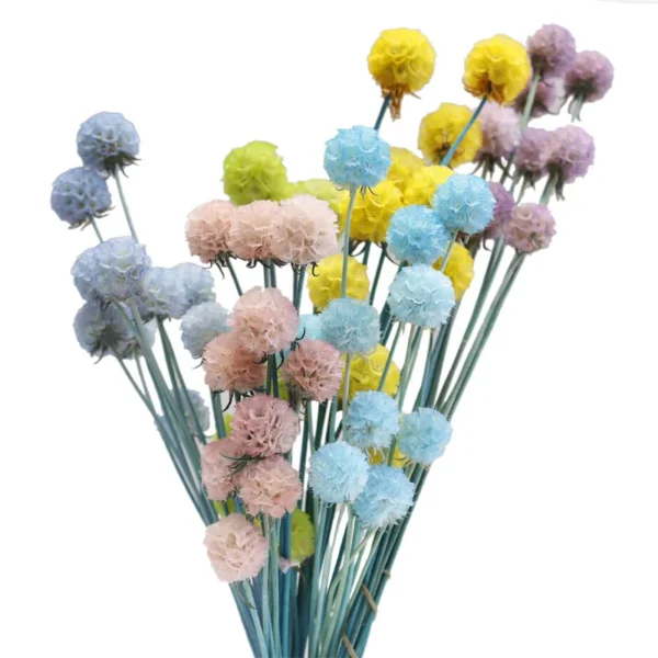 PPS17 Pristimera Cambodian Natural Dried Flower Windmill Fruits Stabilized Plants Immortal  Garden Decor Wedding Decoration