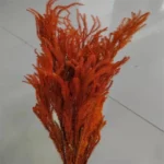 PPL13 Club Moss Decoration Flower Landscape Material Pine Tree Grass Dried Diaphasiastrum Veitchii Leaves Dried Club Moss - Image 6