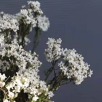 PPF12 French White Plum  Wholesale Hot Sale Wedding Decoration Flowers Baby Breath Natural Flowers Home Decoration