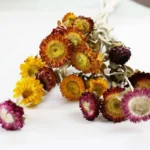DFF54 Splicing Helichrysum Bracteatum Wholesale Strawflower Dry Daisy Flower Head Mix Colour Materials Natural Dried Flowers