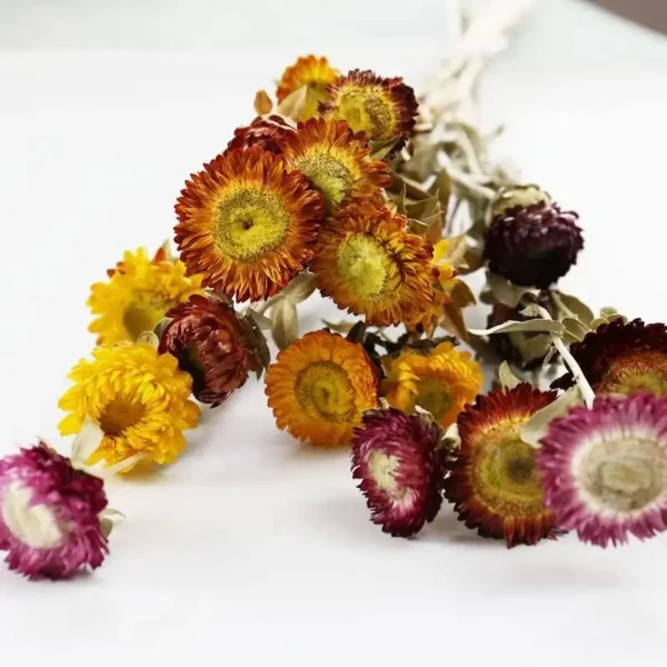 DFF54 Splicing Helichrysum Bracteatum Wholesale Strawflower Dry Daisy Flower Head Mix Colour Materials Natural Dried Flowers