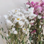 DFF03 Helipterum Manglesii Real Chrysanthemum Rhodanthe Daisies Wedding Holiday Decoration Dried Valentine's Day Graduation - Image 6