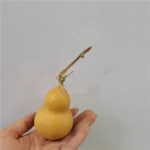 DFS51 Splicing Gourd High Quality INS Popular Natural Dried Flowers Calabash Gourd & Lagenaria Siceraria for Home Decor - Image 6