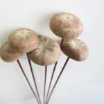DFS53 Splicing Mushroom Dried Natural Solid Mushroom Flowers.fungus Handicrafts for Home Decor - Image 2