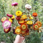 DFF54 Splicing Helichrysum Bracteatum Wholesale Strawflower Dry Daisy Flower Head Mix Colour Materials Natural Dried Flowers - Image 5
