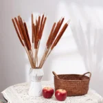 DFS02 Natural Jumbo Latifolia Typha Angustifolia Cattail Flower Spike Dried Cattail for Graduation Christmas Thanksgiving China