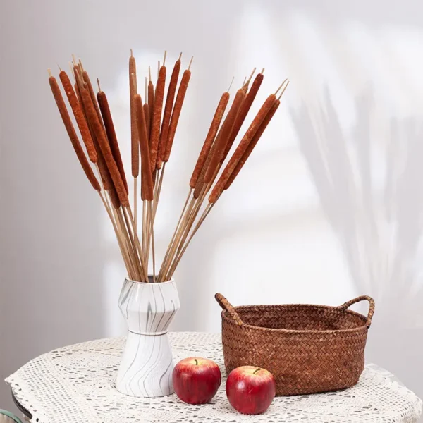 DFS02 Natural Jumbo Latifolia Typha Angustifolia Cattail Flower Spike Dried Cattail for Graduation Christmas Thanksgiving China