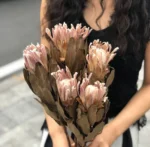 PPF20 Protea 2024 Ins Most Popular Home Decoration Preserved Dried Flowers for Valentine's Day and Graduation - Image 2