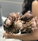 PPF20 Protea 2024 Ins Most Popular Home Decoration Preserved Dried Flowers for Valentine's Day and Graduation - Image 3