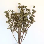 PPS11 Eucalyptu Seeds Dried Flower Corn poppy Dried Globulus Labill Zombie Fruit Eucalyptus Fruit for Indoor Decor  Arrangement - Image 2