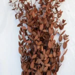 PPL21 E.tereticornis Dried Preserved Eucalyptus Teardrop Leaves Branches for Vase Filler BathroomWedding Arrangement Decor - Image 3
