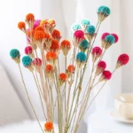 DFF55 Splicing Liquidambar Formosana Hance Seeds Dried Mckinley Flower Natural Maple Fruit Colorful Nature Sweetgum Flowers - Image 3