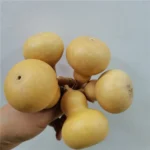 DFS51 Splicing Gourd High Quality INS Popular Natural Dried Flowers Calabash Gourd & Lagenaria Siceraria for Home Decor - Image 5
