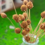 DFS54 Splicing Pinecone Flower Wholesale Natural Dried Flowers with Original Colors for Home Decoration and Flower Arrangement - Image 2