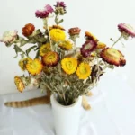DFF54 Splicing Helichrysum Bracteatum Wholesale Strawflower Dry Daisy Flower Head Mix Colour Materials Natural Dried Flowers - Image 3