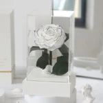 Top Seller Decoration Flower Real Touch  Long Life Eternal Preserved Roses in Acrylic  Box for Valentine Gifts - Image 3