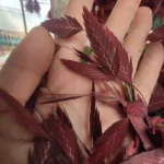 PPL09 Chasmanthium Latifolium High Quality Wholesale Dried Flowers Bouquet Chasmanthium Latifolium for Wedding/Home Decoration - Image 2