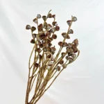 PPS12 Eucalyptus Seeds High Quality Natural Dried Flowers Fruits for Home Decoration Gold Silver Color for Valentine's Day China