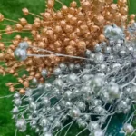 PPS12 Eucalyptus Seeds High Quality Natural Dried Flowers Fruits for Home Decoration Gold Silver Color for Valentine's Day China - Image 4