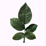 PPL58 Rose Leaves Wholesale Rose Leaves Rose Branches Flower Arrangement Auxiliary Materials Natural and Long Term Preserved - Image 2