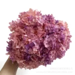 PHB01 Boxed Anna Hydrangea 16 Color Mixed Color Gradient Color Naturally Preserved Hydrangea Flowers for Handmade Production - Image 6