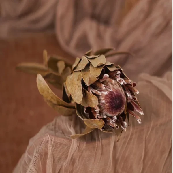 DFF05 Protea Dried Flower Protea Cynaroides Natural Real Flower Bouquet Decoration Life Dried Flower Bouquet Decoration