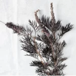 PPL60 Silver Birch 'Bosi' Natural Leaf for Festival Decoration High Quality Private Label Graduation Christmas Thanksgiving - Image 6