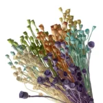 PPS06 Common poppy Seeds 2024 Hot Selling Dried Flower Corn poppy Flower for Home Decoration