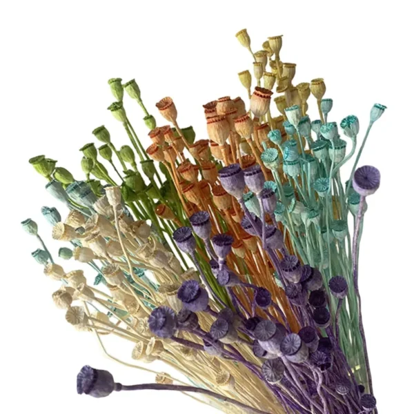 PPS06 Common poppy Seeds 2024 Hot Selling Dried Flower Corn poppy Flower for Home Decoration