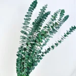 PPL62 Silver-leaved Mountain Gum(No Branches) Hot Selling Preserved Real Eucalyptus Leaves for Home Wedding Decoration - Image 3