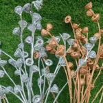 PPS12 Eucalyptus Seeds High Quality Natural Dried Flowers Fruits for Home Decoration Gold Silver Color for Valentine's Day China - Image 3