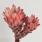 PPF16 Leucadendron Factory Wholesale king Protea Dried Flowers Natural for Wedding Decoration
