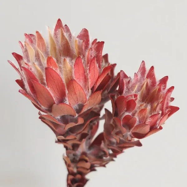 PPF16 Leucadendron Factory Wholesale king Protea Dried Flowers Natural for Wedding Decoration