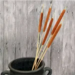 DFS02 Natural Jumbo Latifolia Typha Angustifolia Cattail Flower Spike Dried Cattail for Graduation Christmas Thanksgiving China - Image 3