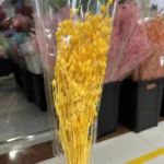 PPL51 New Grass Bamboo  INS Style Dried Oat Yellow Natural Preserved Dried Preserved Oats Flowers for Wedding Decoration