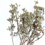 PPS11 Eucalyptu Seeds Dried Flower Corn poppy Dried Globulus Labill Zombie Fruit Eucalyptus Fruit for Indoor Decor  Arrangement